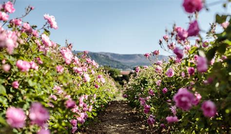 grasse parfum dior|GRASSE, THE CRADLE OF PERFUMERY .